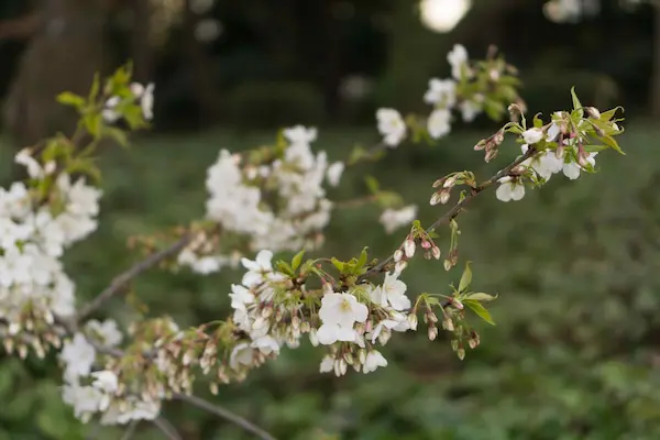 White blossom (5)